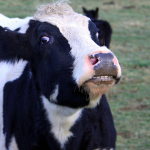 Funny-essay-on-Cow-written-