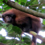 A-New-species-of-Monkey