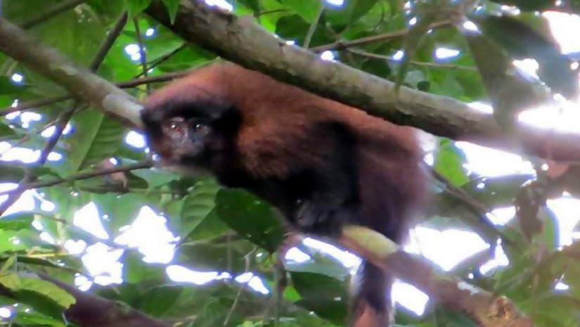 A-New-species-of-Monkey