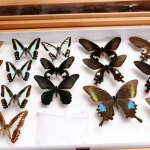 Indias-First-Insect-Museum