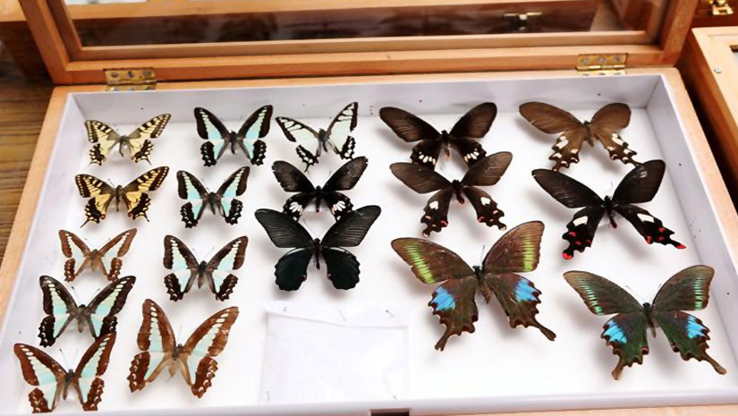 Indias-First-Insect-Museum