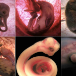 Unborn-animals