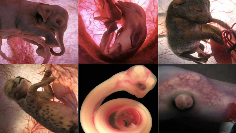 Unborn animals!! You wouldn't wanna miss giving a look!! - FunBuzzTime
