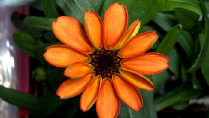 First Ever Space Bloom: Orange Zinnia Flower