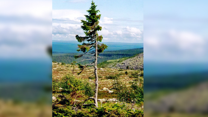 Oldest Tree in the world: 9500 Year Old Swedish Tree