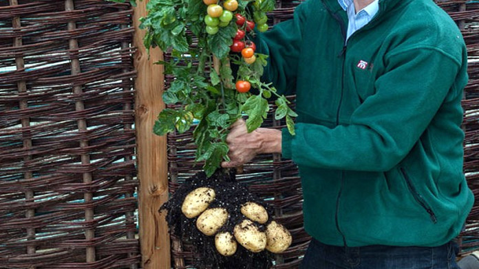 Tomatoes & Potatoes growing on Same Plant!