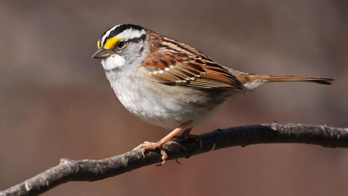 World Sparrow Day: Interesting Facts on these Chirpy Birds