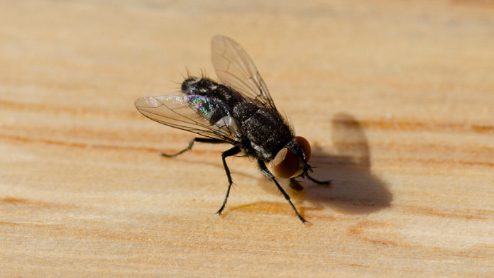 Home Remedies to get rid of House-Flies