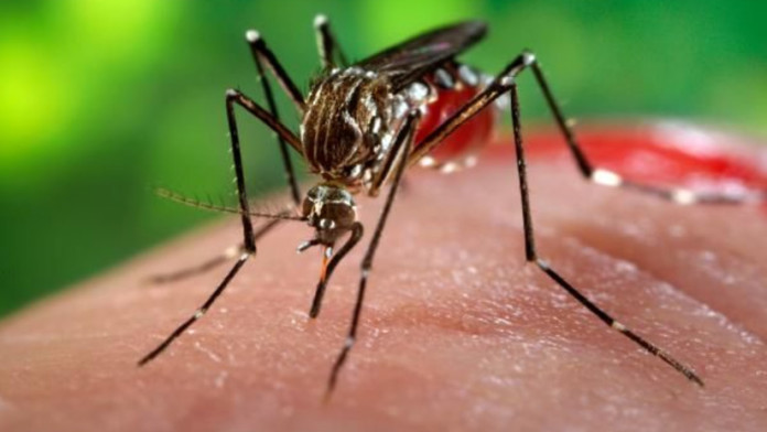 Chikungunya | Tips & Prevention