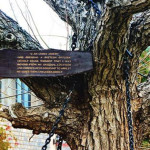 Banyan-Tree-Chained-for-over