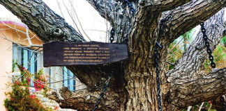 Banyan-Tree-Chained-for-over