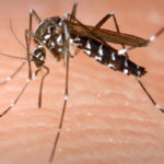 chikungunya-the-emerging-vi