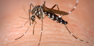 chikungunya-the-emerging-vi