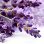 lavender-oil-fragrances