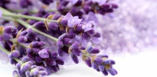 lavender-oil-fragrances