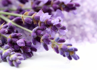 lavender-oil-fragrances