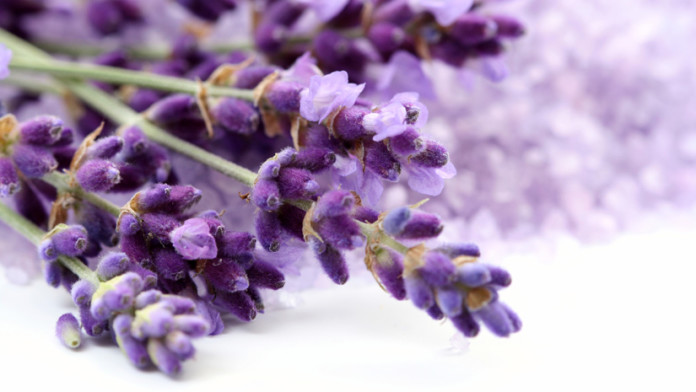 lavender-oil-fragrances