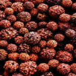 rudraksha-the-tree-that