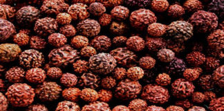 rudraksha-the-tree-that