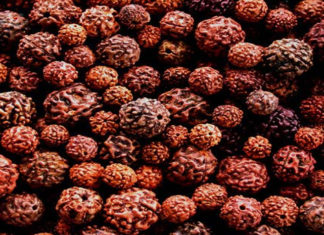 rudraksha-the-tree-that