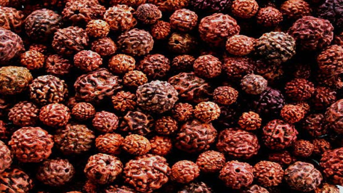 rudraksha-the-tree-that