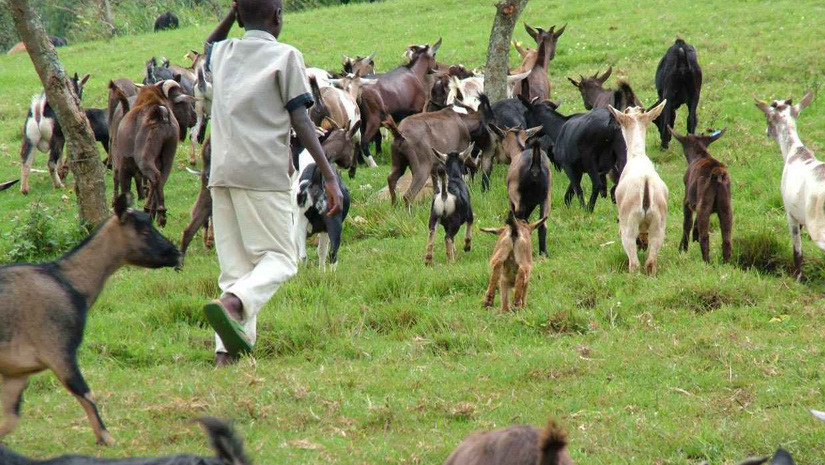 How Animal Husbandry, a simple entity is making a comprehensive