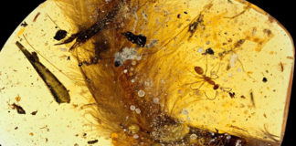 dinosaur-tail-in-amber