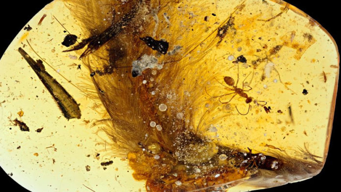 dinosaur-tail-in-amber