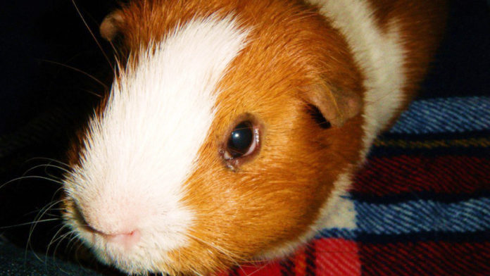 5 Common Mistakes By Guinea Pig Owners