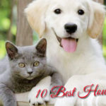 10-Best-House-Pets