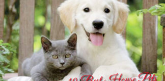 10-Best-House-Pets