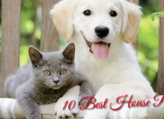 10-Best-House-Pets