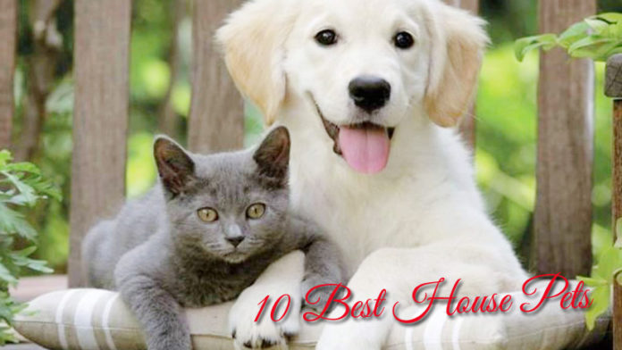 10-Best-House-Pets