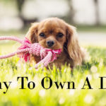 why-to-own-a-dog