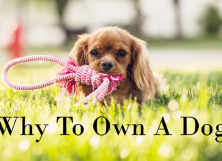 why-to-own-a-dog