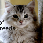 Best-of-Cat-Breeds