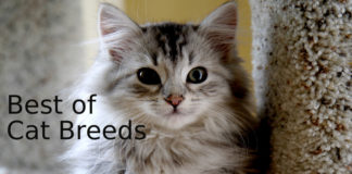 Best-of-Cat-Breeds