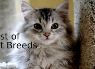 Best-of-Cat-Breeds