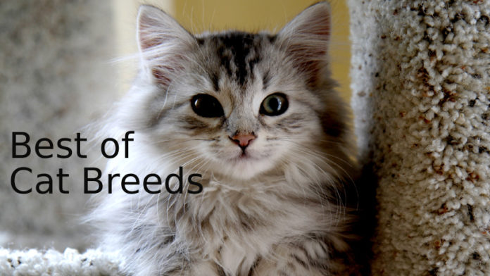 Best-of-Cat-Breeds