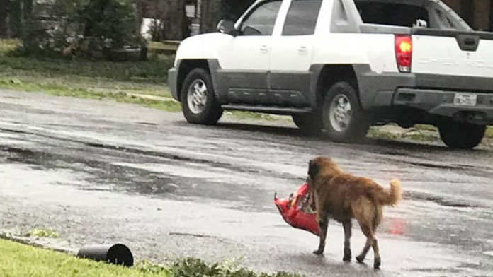 ‘Otis’ The German Shepherd Dog Carries His own Food Aftermath of Hurricane Harvey