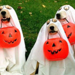 Halloween-Costumes-for-Pets