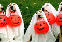 Halloween-Costumes-for-Pets