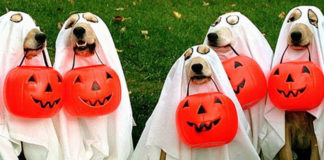 Halloween-Costumes-for-Pets