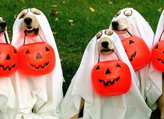 Halloween-Costumes-for-Pets