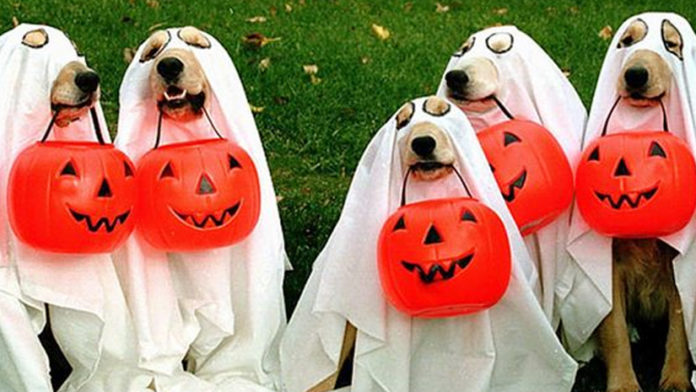 Halloween-Costumes-for-Pets