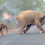 Elephant-Calf-Running-Photograph-award