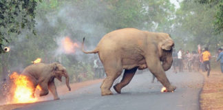 Elephant-Calf-Running-Photograph-award