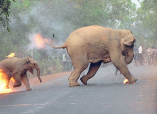 Elephant-Calf-Running-Photograph-award