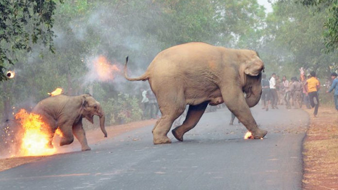 Elephant-Calf-Running-Photograph-award