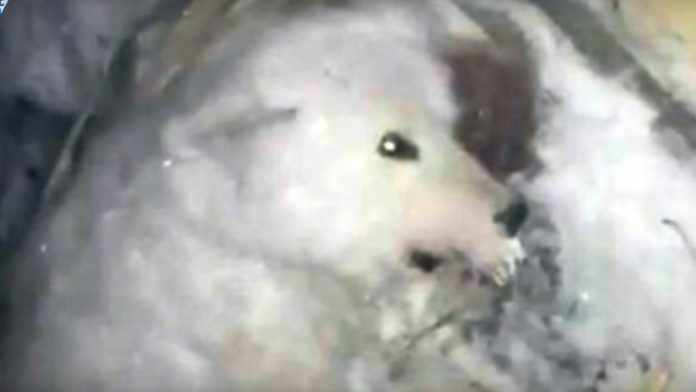 WTF! A Merciless Man Freezes His Dog To Death!